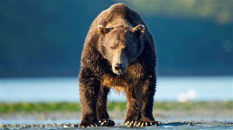 Woman killed in apparent grizzly bear attack near Yellowstone National Park